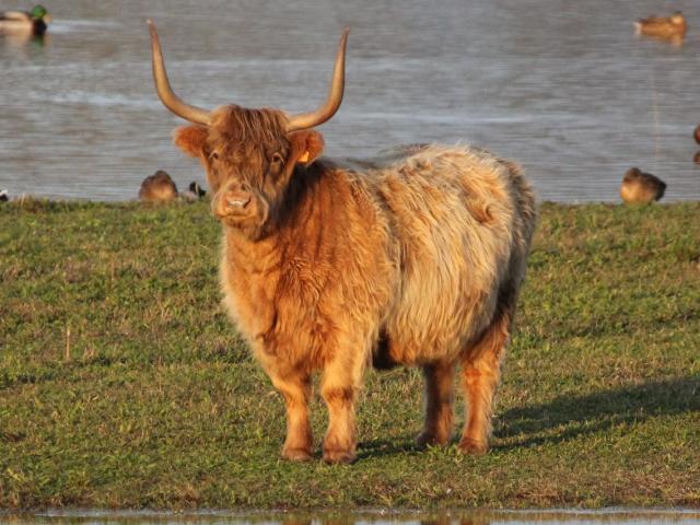 Vache Highland - Grand-Fort-Philippe