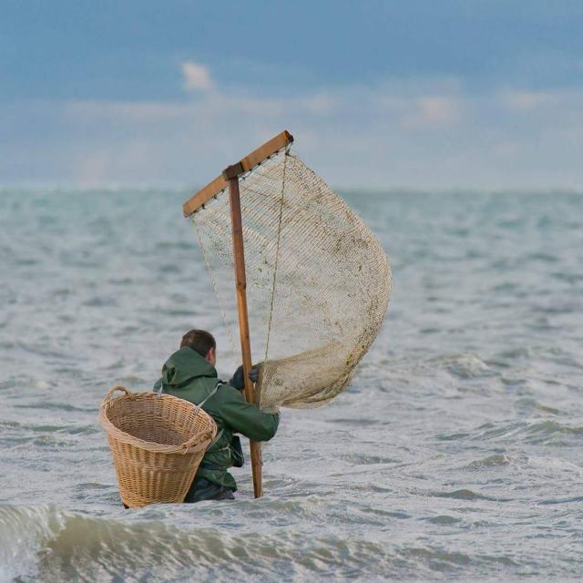 Pêche à la crevette