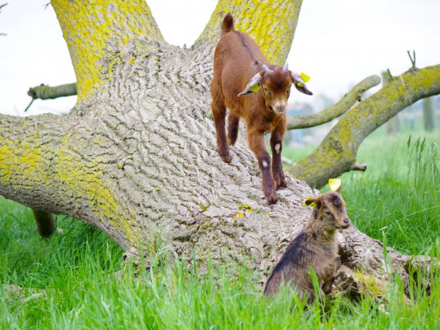 Animaux le Camélus