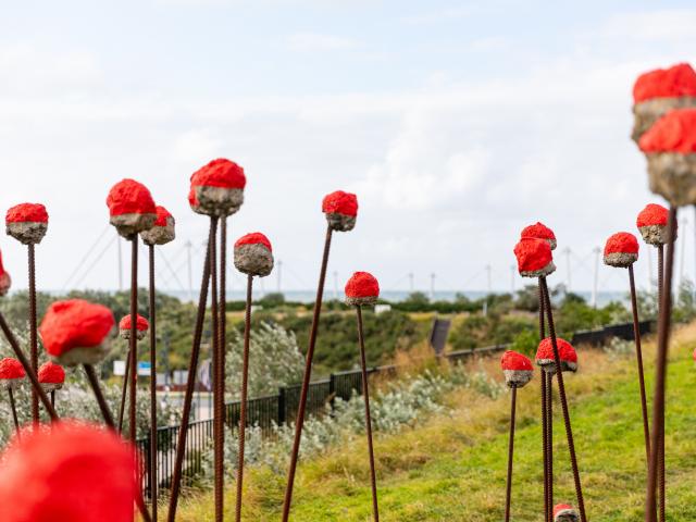 Coquelicots