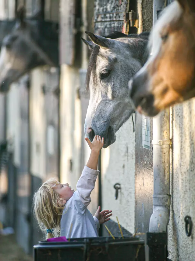 Centre Equestre Enfants Cheval Dunkerque Mairiedk